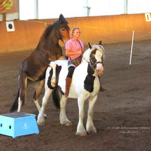 tiershow rostock muli pferd