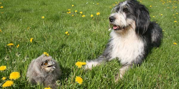 ehwaz irish wolfshound